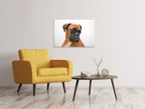 Leinwandbild Typisch Boxer - SoiréeArts