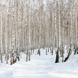 Fototapete Birkenwald-Spuren im Schnee