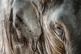 Fototapete Close Up Elefant