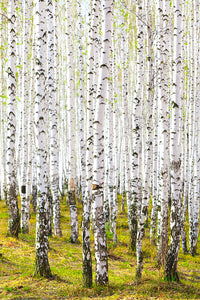 Fototapete Der Birkenwald im Frühling