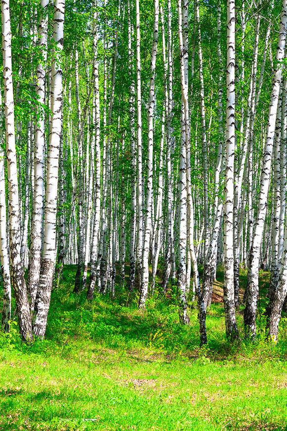 Fototapete Der Birkenwald im Sommer