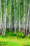 Fototapete Der Birkenwald im Sommer