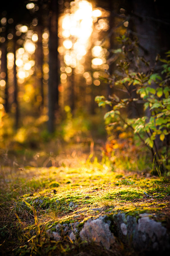 Fototapete Der Wald im Hintergrund