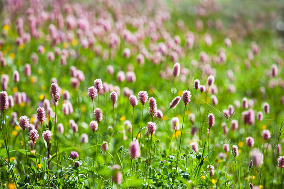 Fototapete Der Wiesenklee