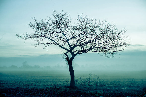 Fototapete Der Zauberbaum