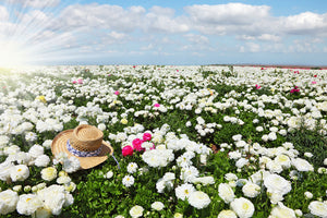 Fototapete Die Frühlingsblumenwiese