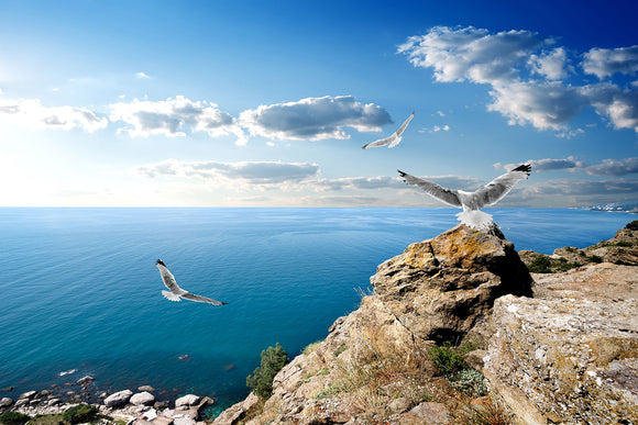 Fototapete Die Möwen und das Meer