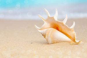 Fototapete Die Muschel am Strand