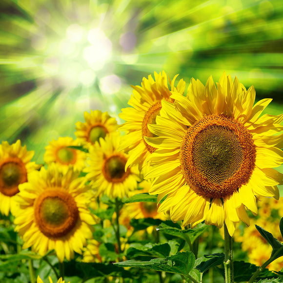 Fototapete Die Sonne und die Blumen