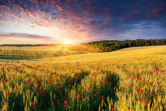 Fototapete Ein Blumenfeld bei Sonnenaufgang