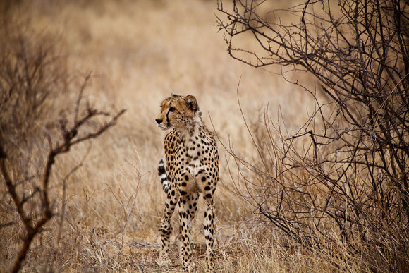 Fototapete Eleganter Gepard