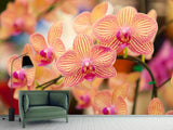 Fototapete Exotische Orchideen - SoiréeArts