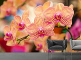 Fototapete Exotische Orchideen - SoiréeArts