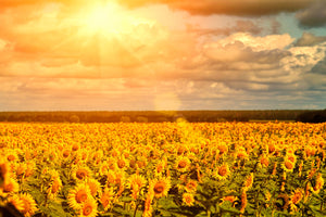 Fototapete Goldenes Licht für Sonnenblumen