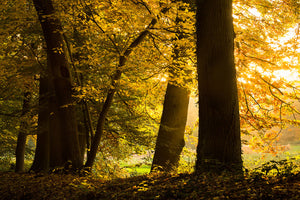 Fototapete Herbstlaub