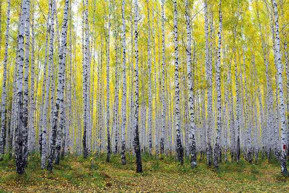 Fototapete Herbstlicher Birkenwald