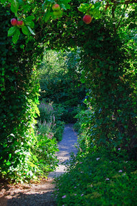 Fototapete Im Paradiesgarten