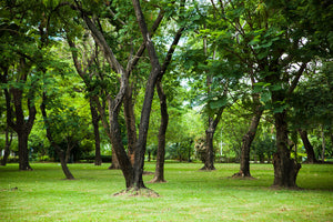 Fototapete Kirschbaum-Garten