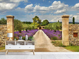 Fototapete Lavendel-Garten - SoiréeArts