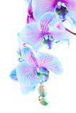 Fototapete Orchideen-Schmetterling