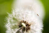 Fototapete Pusteblume Löwenzahn