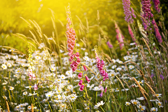 Fototapete Sommerliche Blumenwiese