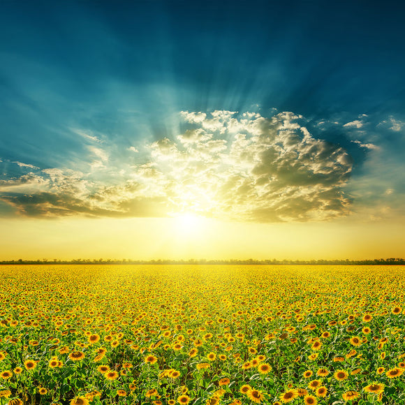 Fototapete Sonnenblumen in der Abendsonne