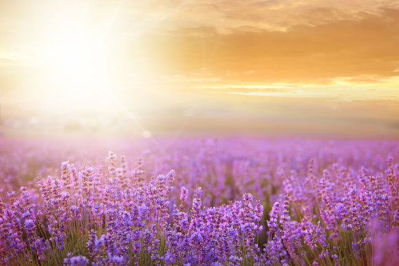 Fototapete Sonnenuntergang beim Lavendelfeld