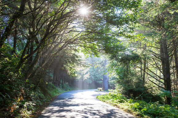 Fototapete Sonniger Waldweg