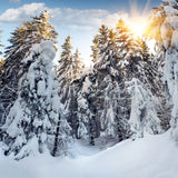 Fototapete Tannen im Schnee