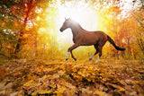 Fototapete Vollblut im Herbstwald