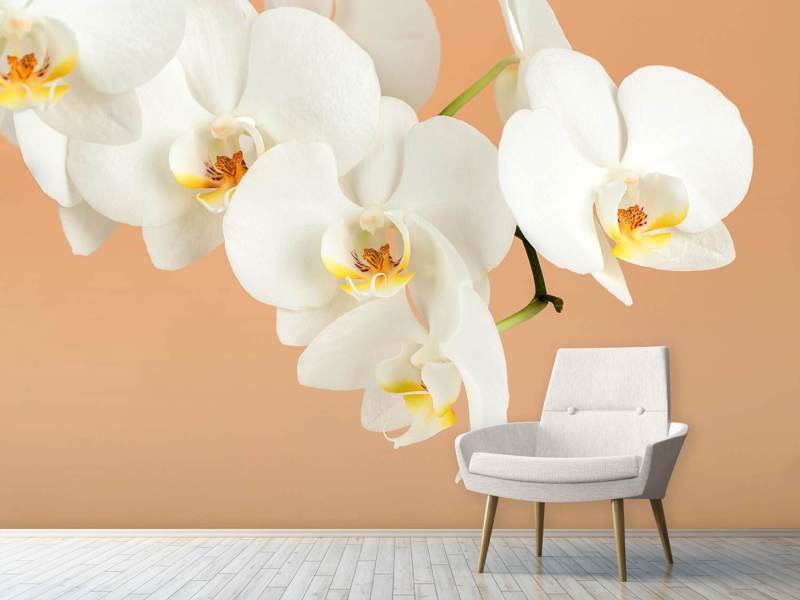 fototapete orchidee weiß Fototapete Weisse Orchideenblüten