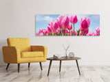 Leinwandbild Panorama Tulpenfeld in rosa - SoiréeArts