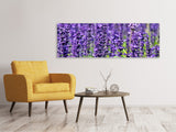 Leinwandbild Panorama XL Lavendel - SoiréeArts