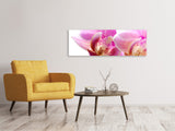 Leinwandbild Panorama Prächtige Phalaenopsis - SoiréeArts