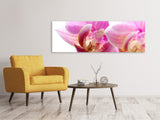 Leinwandbild Panorama Prächtige Phalaenopsis - SoiréeArts