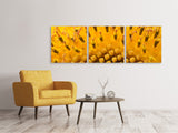 Panorama Leinwandbild 3-teilig Die Knospen der Sonnenblume in XXL - SoiréeArts