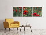 Panorama Leinwandbild 3-teilig Wilder Mohn - SoiréeArts