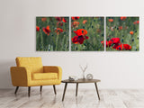 Panorama Leinwandbild 3-teilig Wilder Mohn - SoiréeArts