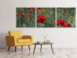 Panorama Leinwandbild 3-teilig Wilder Mohn - SoiréeArts