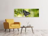 Panorama Leinwandbild 3-teilig Papilio Schmetterling XXL - SoiréeArts