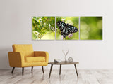 Panorama Leinwandbild 3-teilig Papilio Schmetterling XXL - SoiréeArts