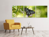 Panorama Leinwandbild 3-teilig Papilio Schmetterling XXL - SoiréeArts