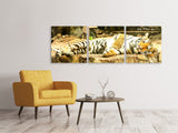 Panorama Leinwandbild 3-teilig Der Sibirische Tiger - SoiréeArts