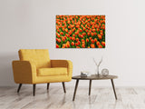 Leinwandbild Tulpenfeld in orange - SoiréeArts