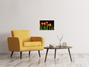 Leinwandbild Farbenfrohe Tulpen