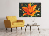 Leinwandbild Lilien Blüte in orange XL - SoiréeArts