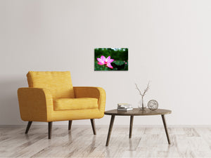 Leinwandbild Lotus in der Natur