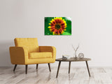 Leinwandbild Farbenprächtige Sonnenblume - SoiréeArts