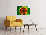 Leinwandbild Farbenprächtige Sonnenblume - SoiréeArts